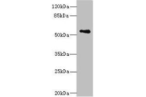 Western blot All lanes: ZSCAN32 antibody at 1 μg/mL + MCF-7 whole cell lysate Secondary Goat polyclonal to rabbit IgG at 1/10000 dilution Predicted band size: 79, 55, 47 kDa Observed band size: 55 kDa (Zinc Finger and SCAN Domain Containing 32 (ZSCAN32) (AA 6-248) anticorps)