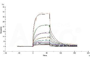 Human Serum Albumin Protein, His Tag (ABIN2181228) immobilized on CM4 Chip can bind Human FCGRT&B2M Heterodimer Protein, His Tag (ABIN6731270) with an affinity constant of 0.