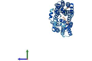 AlphaFold protein structure predicition of Human Recombinant SLC16A13 Protein, UniprotID Q7RTY0