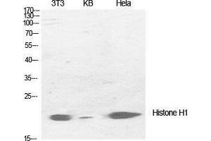 Western Blot (WB) analysis of specific cells using Histone H1 Polyclonal Antibody. (Histone H1 anticorps  (Lys1535))