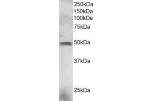 ABIN184777 staining (3µg/ml) of NCI-H460 lysate (RIPA buffer, 30µg total protein per lane). (ELF3 anticorps  (C-Term))