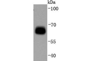 293T Cell lysates, probed with AMPK alpha 1(S496) (11G1) Monoclonal Antibody  at 1:1000 overnight at 4˚C. (PRKAA1 anticorps  (pSer496))