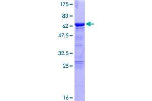 Image no. 1 for Transcription Elongation Factor A Protein 1 (TCEA1) (AA 1-301) protein (GST tag) (ABIN1322321)