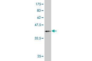 Western Blot detection against Immunogen (37. (PAX2A anticorps  (AA 194-303))