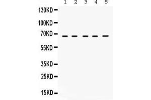 Anti- Munc18-1 Picoband antibody, Western blottingAll lanes: Anti Munc18-1  at 0. (STXBP1 anticorps  (N-Term))