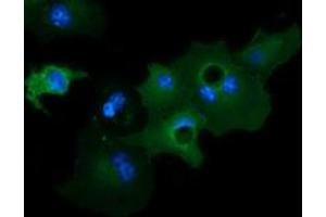 Image no. 2 for anti-Growth Arrest-Specific 7 (GAS7) antibody (ABIN1498380)