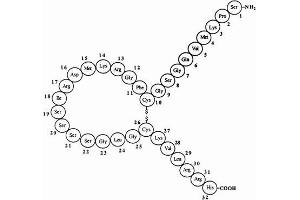 Image no. 1 for Brain Natriuretic Peptide (BNP) (AA 1-32) peptide (ABIN399309) (Brain Natriuretic Peptide (BNP) (AA 1-32) Peptide)