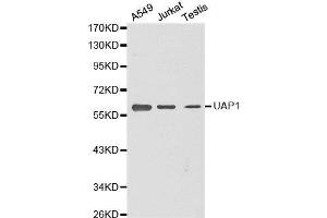 Western blot analysis of extracts of various cell lines, using UAP1 antibody. (UAP1 anticorps  (AA 1-290))
