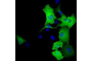 Anti-RALBP1 mouse monoclonal antibody (ABIN2453581) immunofluorescent staining of COS7 cells transiently transfected by pCMV6-ENTRY RALBP1 (RC201524). (RALBP1 anticorps)