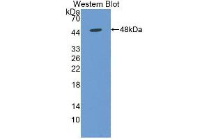 Detection of Recombinant NSE, Human using Monoclonal Antibody to Enolase, Neuron Specific (NSE) (ENO2/NSE anticorps  (AA 2-285))