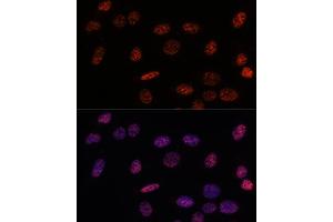 Immunofluorescence analysis of U-2OS using SF3B1 antibody (ABIN7270543) at dilution of d100 (40x lens). (SF3B1 anticorps  (AA 1-144))