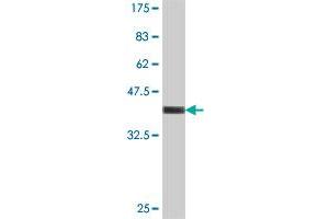 Western Blot detection against Immunogen (37 KDa) . (TRIM61 anticorps  (AA 110-208))