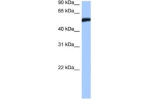 Western Blotting (WB) image for anti-High-Mobility Group 20A (HMG20A) antibody (ABIN2460562) (HMG20A anticorps)