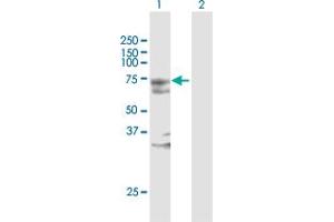 Western Blot analysis of MYST2 expression in transfected 293T cell line by MYST2 MaxPab polyclonal antibody. (MYST2 anticorps  (AA 1-611))