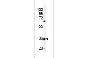 Western blot analysis of C12orf53 Antibody (N-term) (ABIN651378 and ABIN2840211) in mouse liver tissue lysates (35 μg/lane).