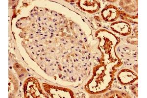 Immunohistochemistry of paraffin-embedded human kidney tissue using ABIN7146715 at dilution of 1:100