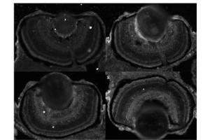 Sample Type:  Zebrafish Embryo   Dilution:  1:100, 1:200