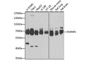 Western blot analysis of extracts of various cell lines, using HNRNPL antibody. (HNRNPL anticorps  (AA 282-589))