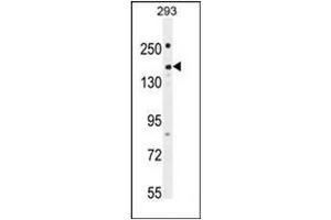 Western blot analysis of PKHG1 Antibody (C-term) in 293 cell line lysates (35ug/lane).