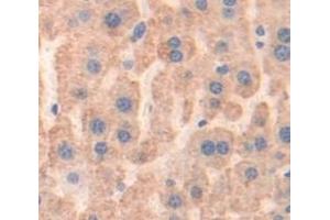 IHC-P analysis of Mouse Tissue, with DAB staining. (Prothrombin anticorps  (AA 201-324))
