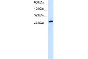 Western Blotting (WB) image for anti-TBP-Like 1 (TBPL1) antibody (ABIN2461203) (TBPL1 anticorps)