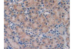 IHC-P analysis of Mouse Kidney Tissue, with DAB staining. (SERPINA10 anticorps  (AA 22-448))