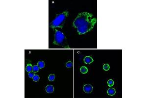 Confocal immunofluorescence analysis of Hela cells (A), BCBL-1 cells (B) and L1210 cells (C) using MPS1 mouse mAb (green).