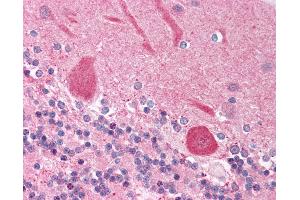 Anti-NFIA antibody IHC of human brain, cerebellum.