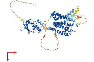AlphaFold protein structure predicition of Mouse Recombinant Kcna2 Protein, UniprotID P63141