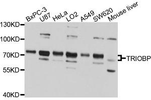 Western blot analysis of extracts of various cell lines, using TRIOBP antibody (ABIN1875210) at 1:1000 dilution. (TRIOBP anticorps)