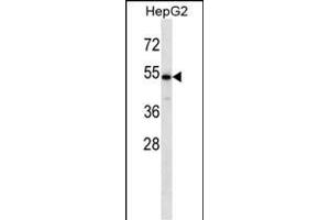 CHST9 Antibody (N-term) (ABIN657112 and ABIN2846259) western blot analysis in HepG2 cell line lysates (35 μg/lane). (CHST9 anticorps  (N-Term))