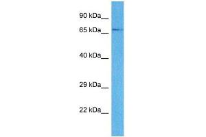 Host:  Rabbit  Target Name:  SLC15A4  Sample Tissue:  Human 786-0 Whole Cell  Antibody Dilution:  1ug/ml (SLC15A4 anticorps  (N-Term))