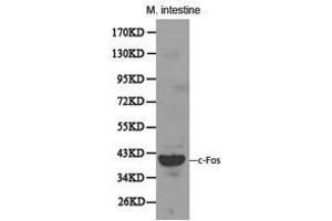 Western Blotting (WB) image for anti-c-Fos (c-Fos) antibody (ABIN1872715) (c-FOS anticorps)