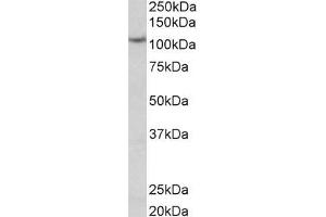 ABIN768643 (0. (Thyroperoxidase anticorps  (C-Term))