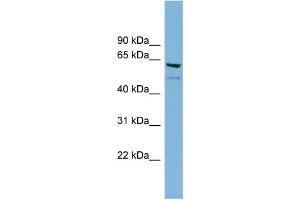 WB Suggested Anti-C7orf43 Antibody Titration: 0. (C7orf43 anticorps  (Middle Region))