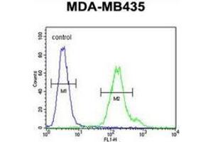 Flow cytometric analysis of MDA-MB435 cells (right histogram) compared to a negative control cell (left histogram) using Metaxin-2 Antibody (C-term), followed by FITC-conjugated goat-anti-rabbit secondary antibodies. (MTX2 anticorps  (C-Term))