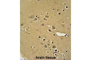 AMY2B antibody (N-term) immunohistochemistry analysis in formalin fixed and paraffin embedded human brain tissue followed by peroxidase conjugation of the secondary antibody and DAB staining. (AMY2B anticorps  (N-Term))