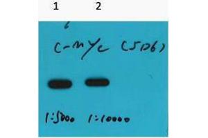 Western Blotting (WB) image for anti-Myc Tag antibody (ABIN3181097) (Myc Tag anticorps)