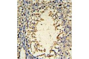 Immunohistochemistryanalysis in formalin fixed and paraffin embedded mouse testis tissue reacted with IMP3 Antibody (C-term) followed by peroxidase conjugation of the secondary antibody and DAB staining.