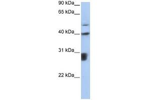 PPIL3 antibody used at 1 ug/ml to detect target protein. (PPIL3 anticorps)