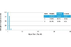 anti-Aldehyde Dehydrogenase 1 Family, Member L1 (ALDH1L1) antibody