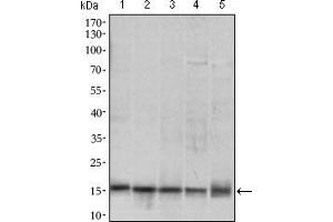 Western blot analysis using MRPL42 mouse mAb against HL7702 (1), SMMC-7721 (2), HEK293 (3) , HeLa (4) and Raji (5) cell lysate. (MRPL42 anticorps  (AA 10-142))