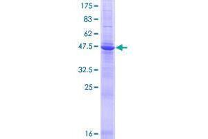 Image no. 1 for Transmembrane Emp24 Protein Transport Domain Containing 3 (TMED3) (AA 1-217) protein (GST tag) (ABIN1322931)