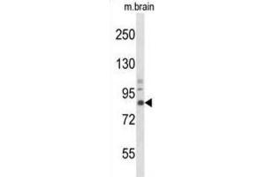 Western Blotting (WB) image for anti-Neurotrophic Tyrosine Kinase, Receptor, Type 1 (NTRK1) antibody (ABIN3003428) (TRKA anticorps)