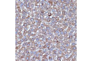 Immunohistochemistry of paraffin-embedded rat liver using L1 Rabbit mAb (ABIN7265535) at dilution of 1:100 (40x lens). (ALDH1L1 anticorps)