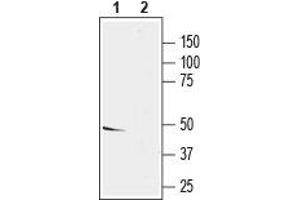 Western blot analysis of rat brain lysate: - 1.