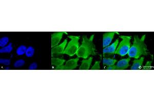 Immunocytochemistry/Immunofluorescence analysis using Mouse Anti-Hsc70 (Hsp73) Monoclonal Antibody, Clone 1F2-H5 .