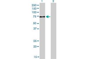 Western Blot analysis of MYST2 expression in transfected 293T cell line by MYST2 monoclonal antibody (M01), clone 2G5. (MYST2 anticorps  (AA 512-611))