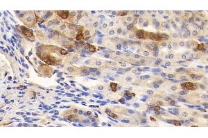 Detection of GHRL in Mouse Stomach Tissue using Polyclonal Antibody to Ghrelin (GHRL) (Ghrelin anticorps  (AA 28-117))
