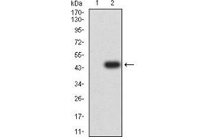 Western blot analysis using KMT2D mAb against HEK293 (1) and KMT2D (AA: 445-599)-hIgGFc transfected HEK293 (2) cell lysate.